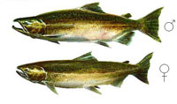Mature Chinook (Male and Female)