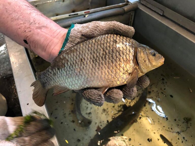 Invasive Species fish! | Tynehead Hatchery